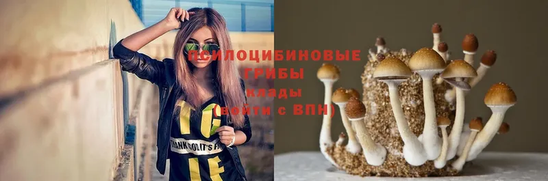 Галлюциногенные грибы Psilocybe  Анадырь 